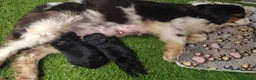 Cavapoo perros en venta: Cavapoo Toy - Anuncio 1