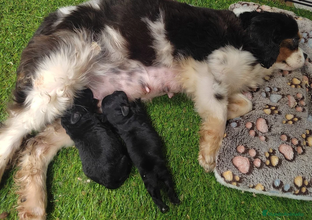 Cavapoo perros en venta: Cavapoo Toy - Anuncio 1
