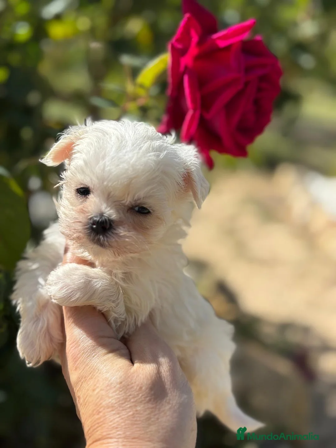 Bichón Maltés perros en venta: Bichon maltés toy - Anuncio 9