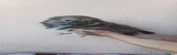 Pekinés perros en venta: Pekines - Anuncio 8