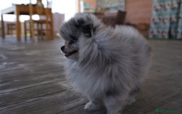 Pomerania perros en venta: 🌌 Prodigy – Pomerania Merlé en miniatura 🐾 - Imagen 7