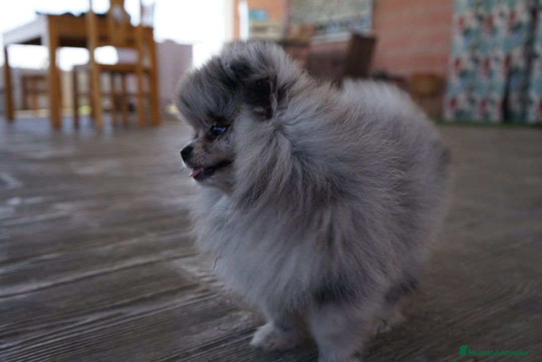 Pomerania perros en venta: 🌌 Prodigy – Pomerania Merlé en miniatura 🐾 - Imagen 7