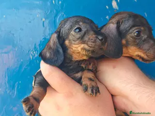 Teckel Miniatura perros Teckel mini - Anuncio 10