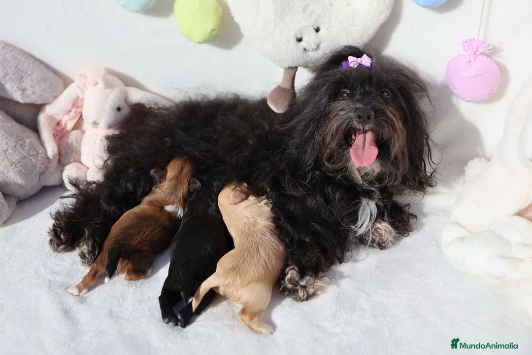 Bichón Habanero perros en venta: Camada de los Reyes Magos - Anuncio 6