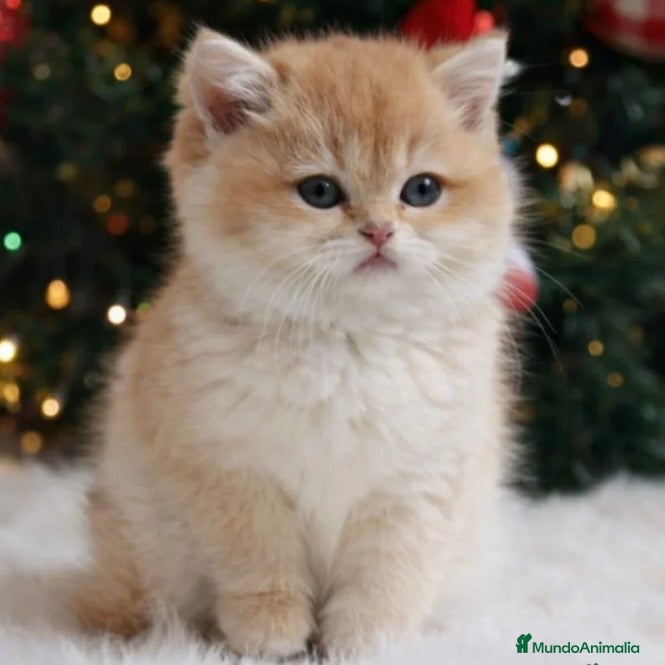 Británico de Pelo Largo gatos British Golden Chinchilla - Anuncio 2