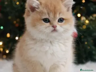 Británico de Pelo Largo gatos British Golden Chinchilla - Anuncio 2