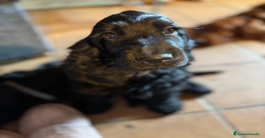 Cocker Spaniel Inglés perros - Propaganda 15