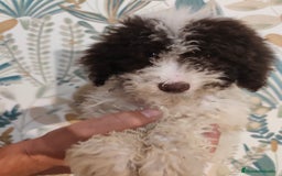 Perro de Agua Español perros en venta: Perra de aguas - Imagen 2