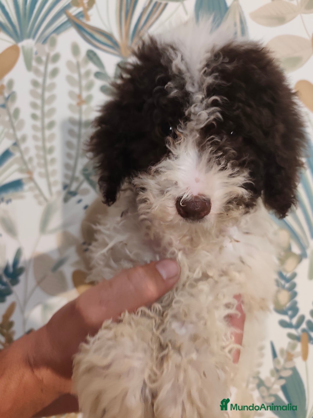 Perro de Agua Español perros en venta: Perra de aguas - Imagen 2