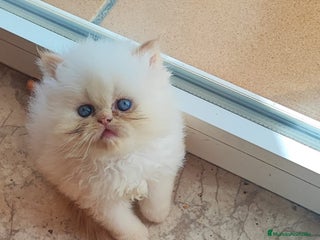 Persa gatos Persa himalayo red point - Anuncio 2