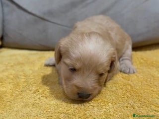 Labradoodle perros - Anuncio 1
