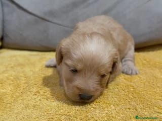 Labradoodle perros Hembras raza Labardoodle - Anuncio 14