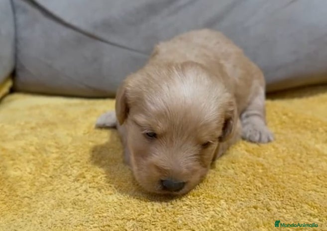 Labradoodle perros - Anuncio 2