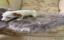 Jack Russell Terrier perros en venta: Cachorros de Jack Russell  - Imagen 22