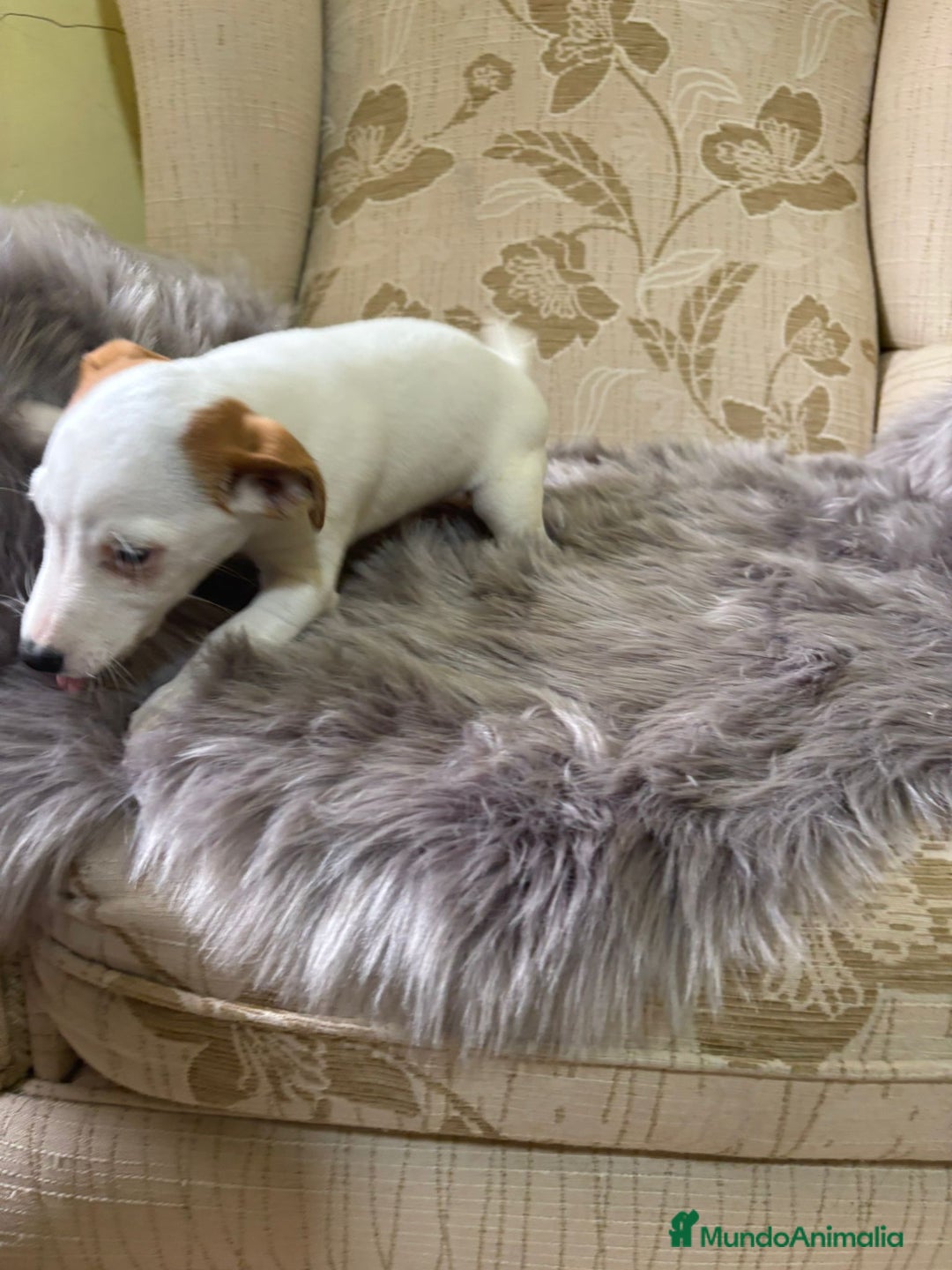 Jack Russell Terrier perros en venta: Cachorros de Jack Russell  - Imagen 22