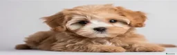 Maltipoo perros en venta: MALTIPOO MINIATURA! - Anuncio 1