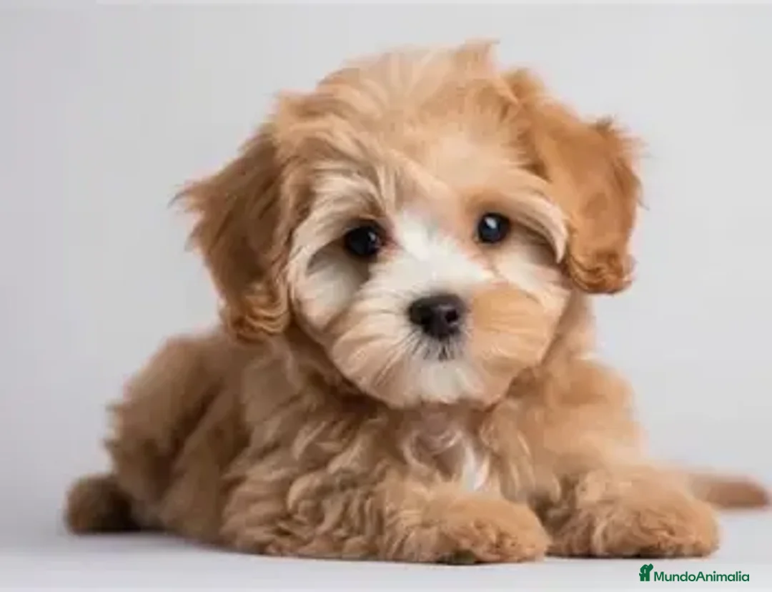 Maltipoo perros en venta: MALTIPOO MINIATURA! - Anuncio 1