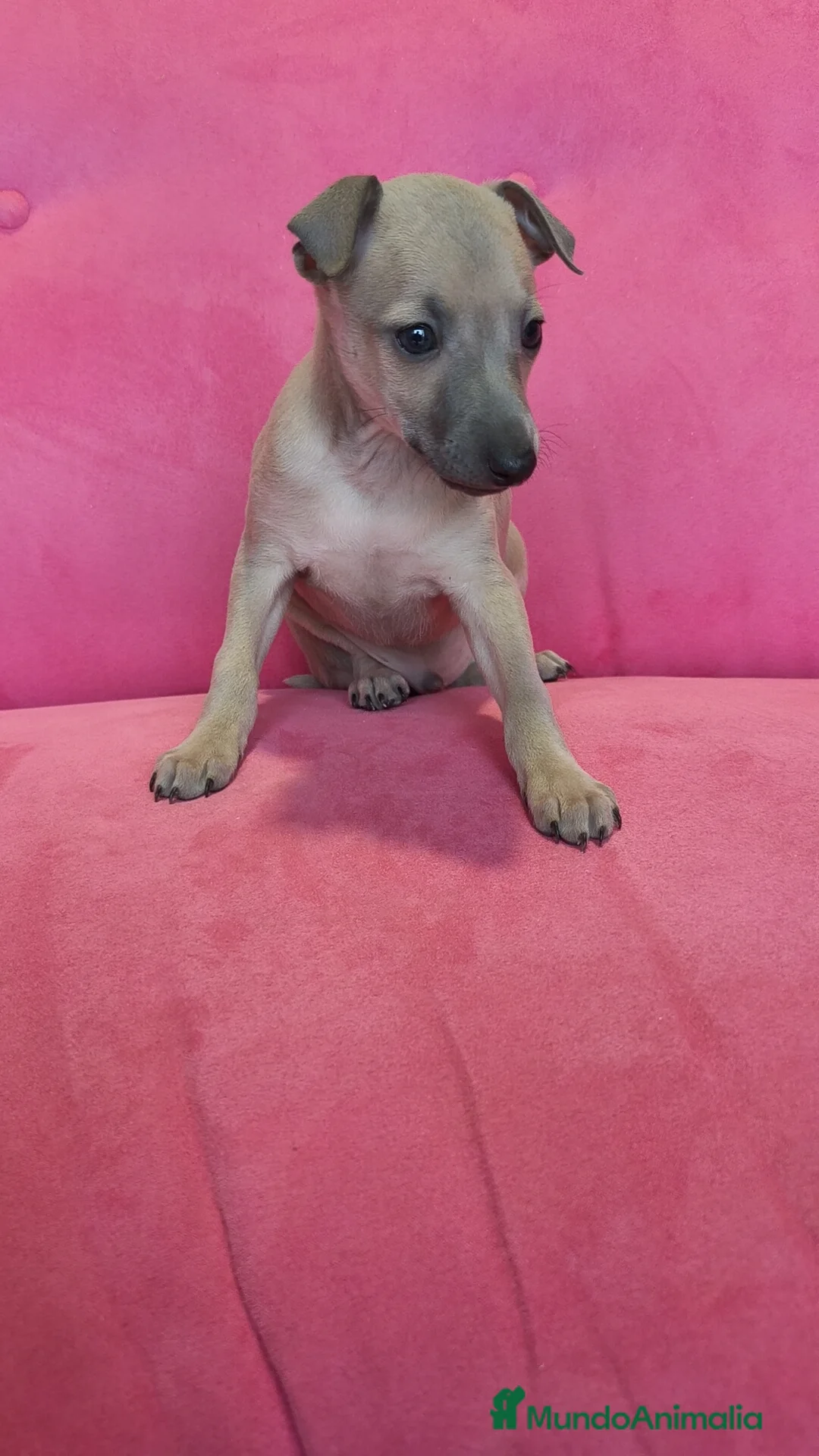 Pequeño Lebrel Italiano perros en venta: Pequeño lebrel Italiano Piccolo Galgo  - Anuncio 2
