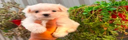 Bichón Maltés perros en venta: Bichón maltés - Anuncio 3