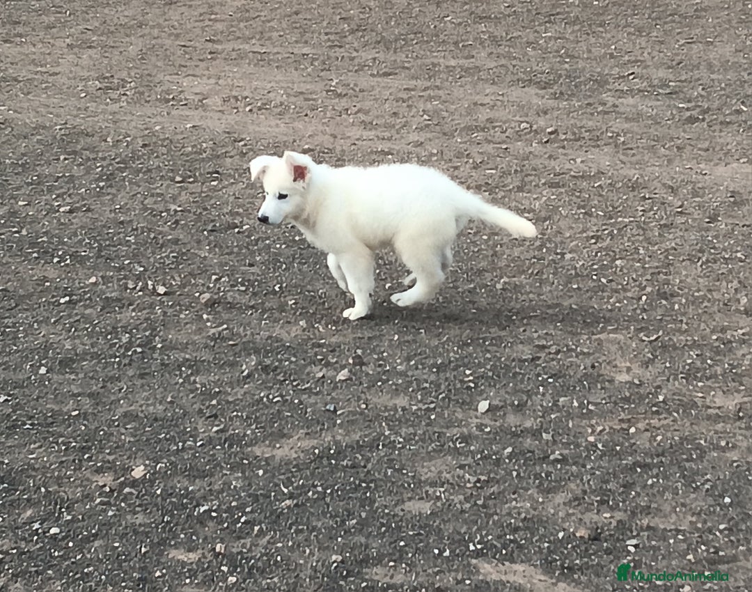 Pastor Blanco Suizo perros en venta: Pastor Blanco Suizo  - Anuncio 15