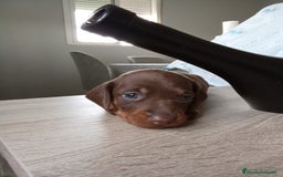 Teckel perros en venta: Hembra de teke kaninchen  - Imagen 1