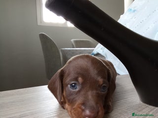 Teckel perros - Anuncio 2