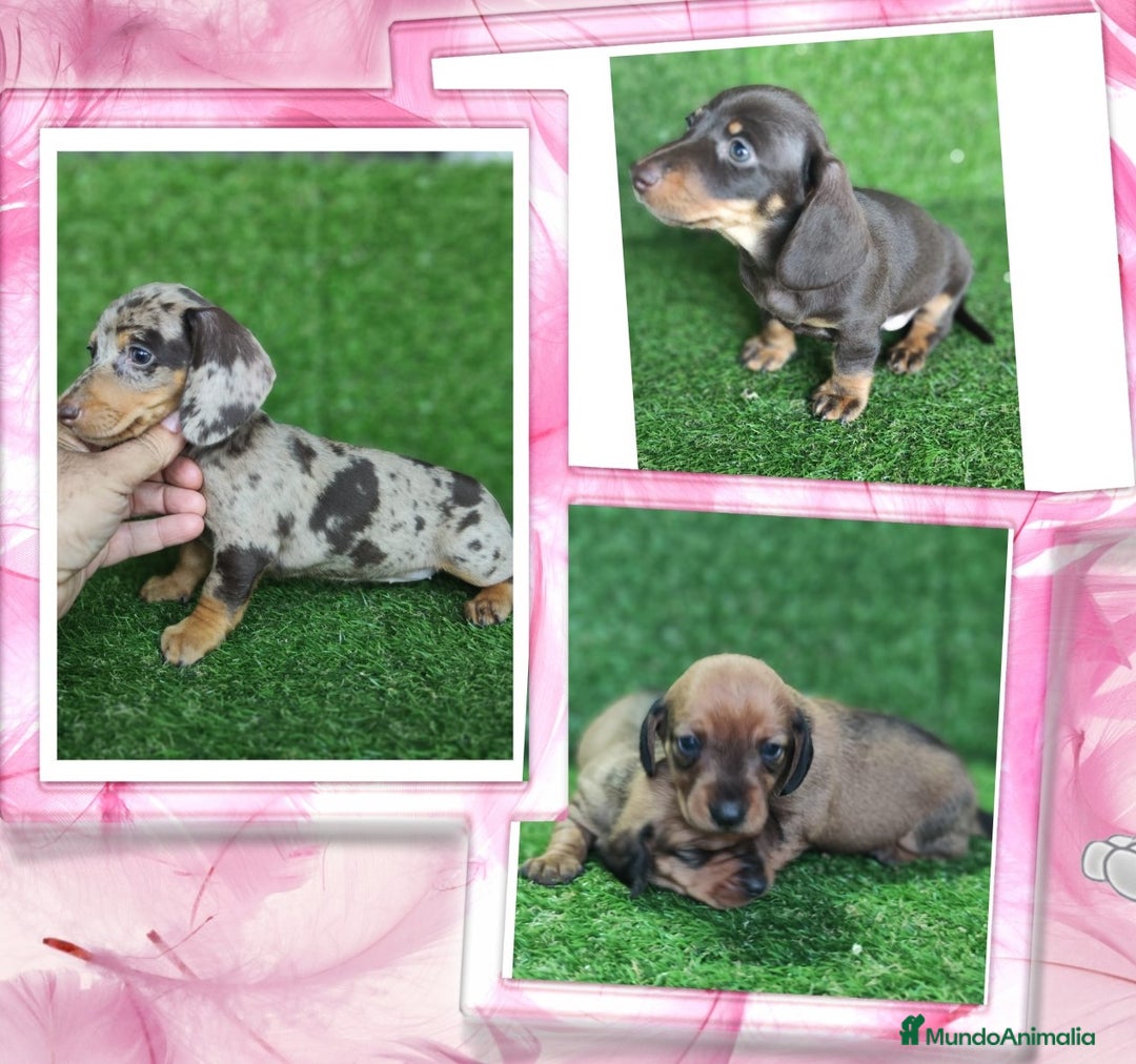 Teckel perros en venta: Camada familiar de teckel - Imagen 1