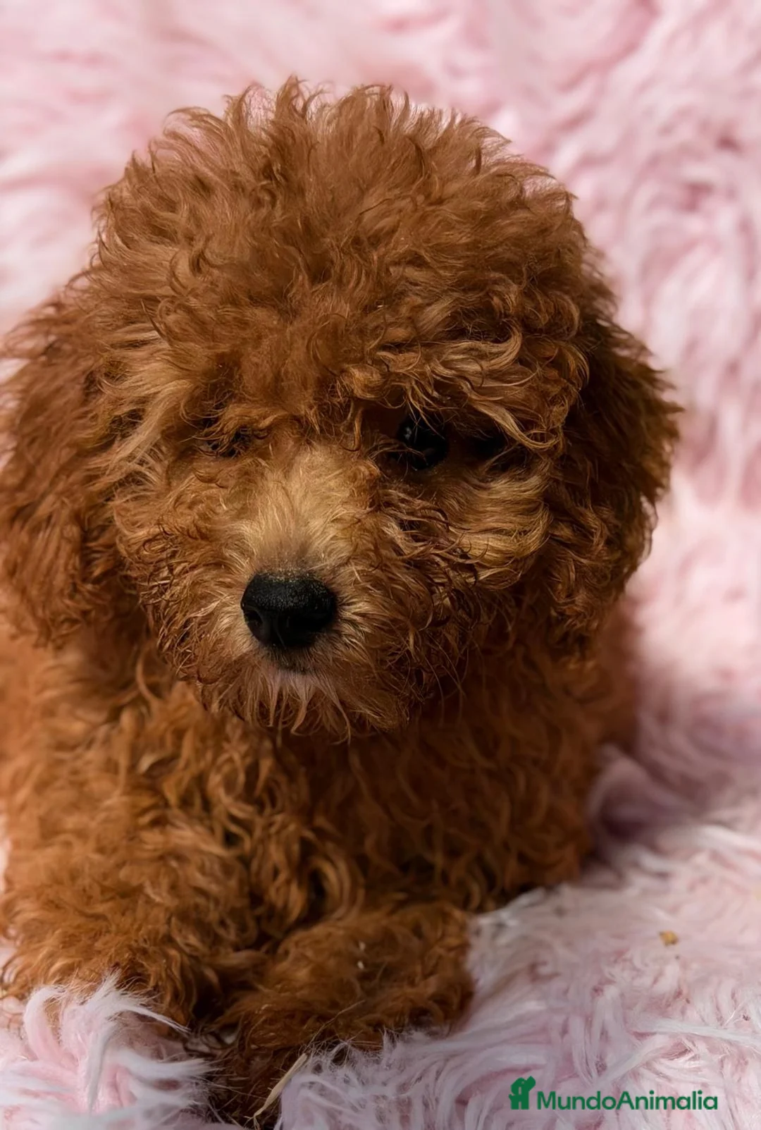 Caniche Mediano perros en venta: Caniche hembra - Anuncio 4
