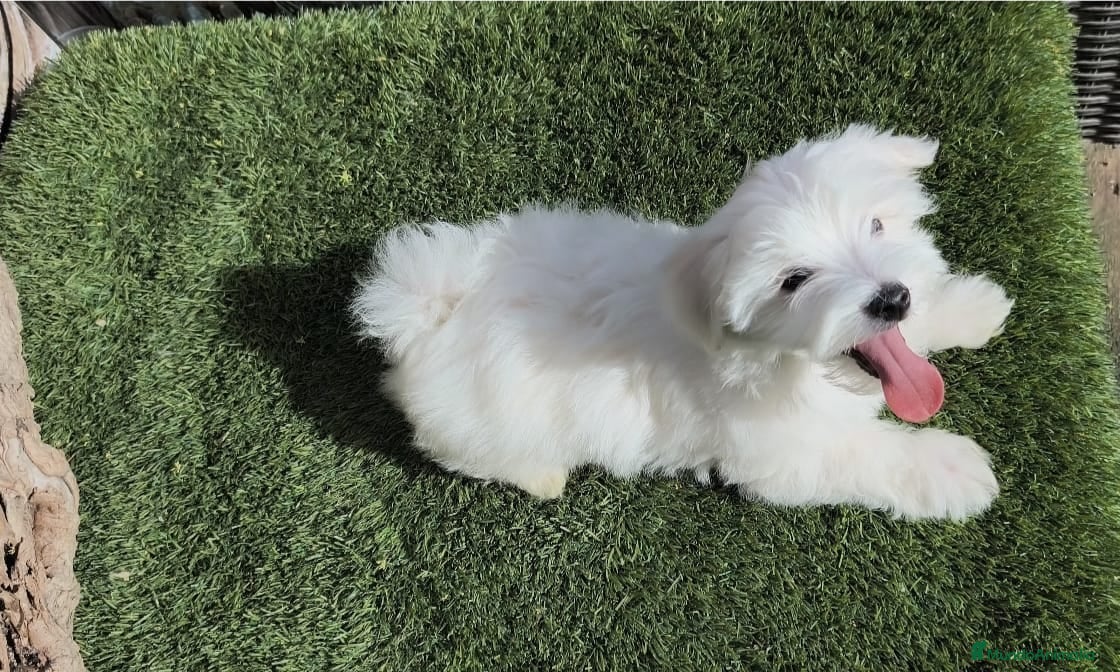 Bichón Maltés perros Bichon maltes - Anuncio 13