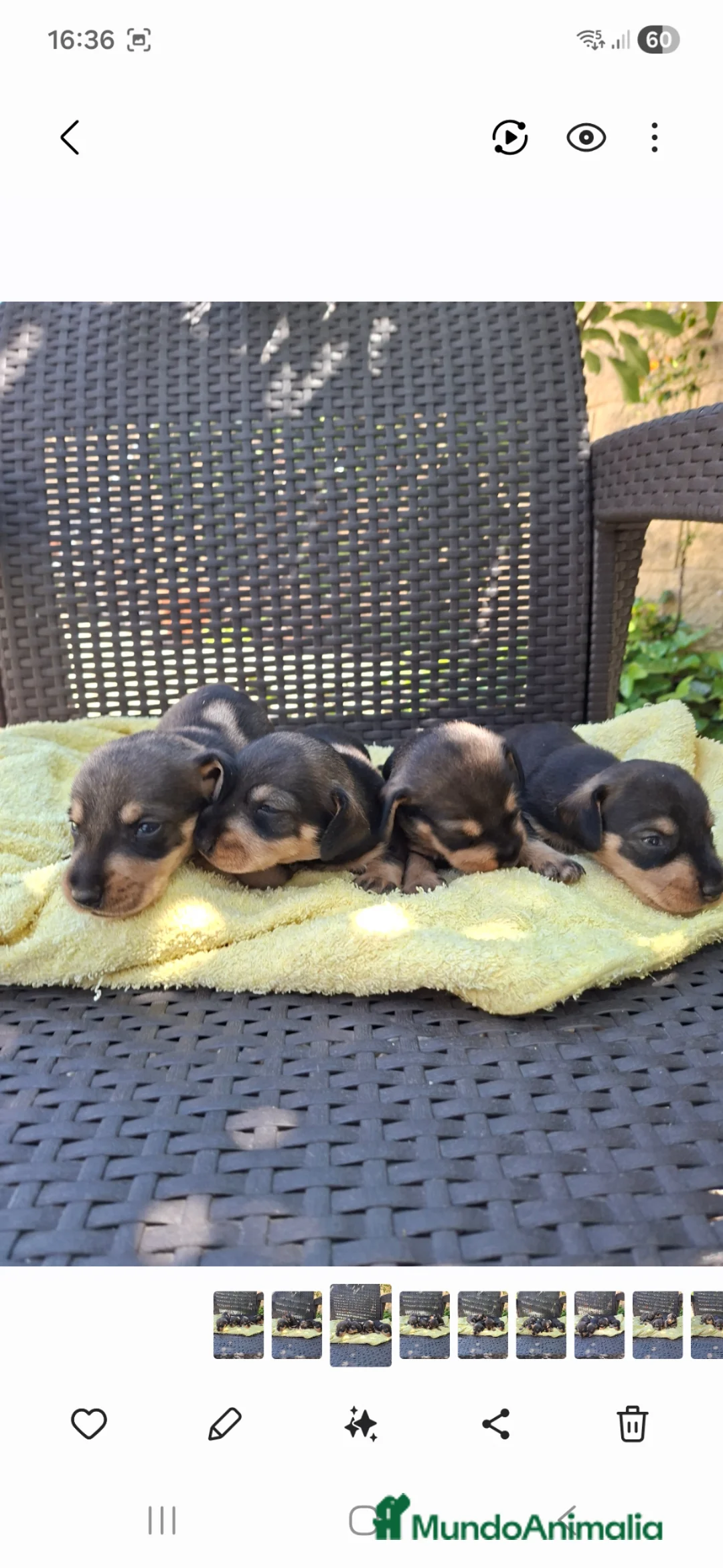 Teckel perros en venta: Teckel Standard Pelo Duro  - Anuncio 1