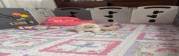 Pomerania perros en venta: Pomerania - Anuncio 5