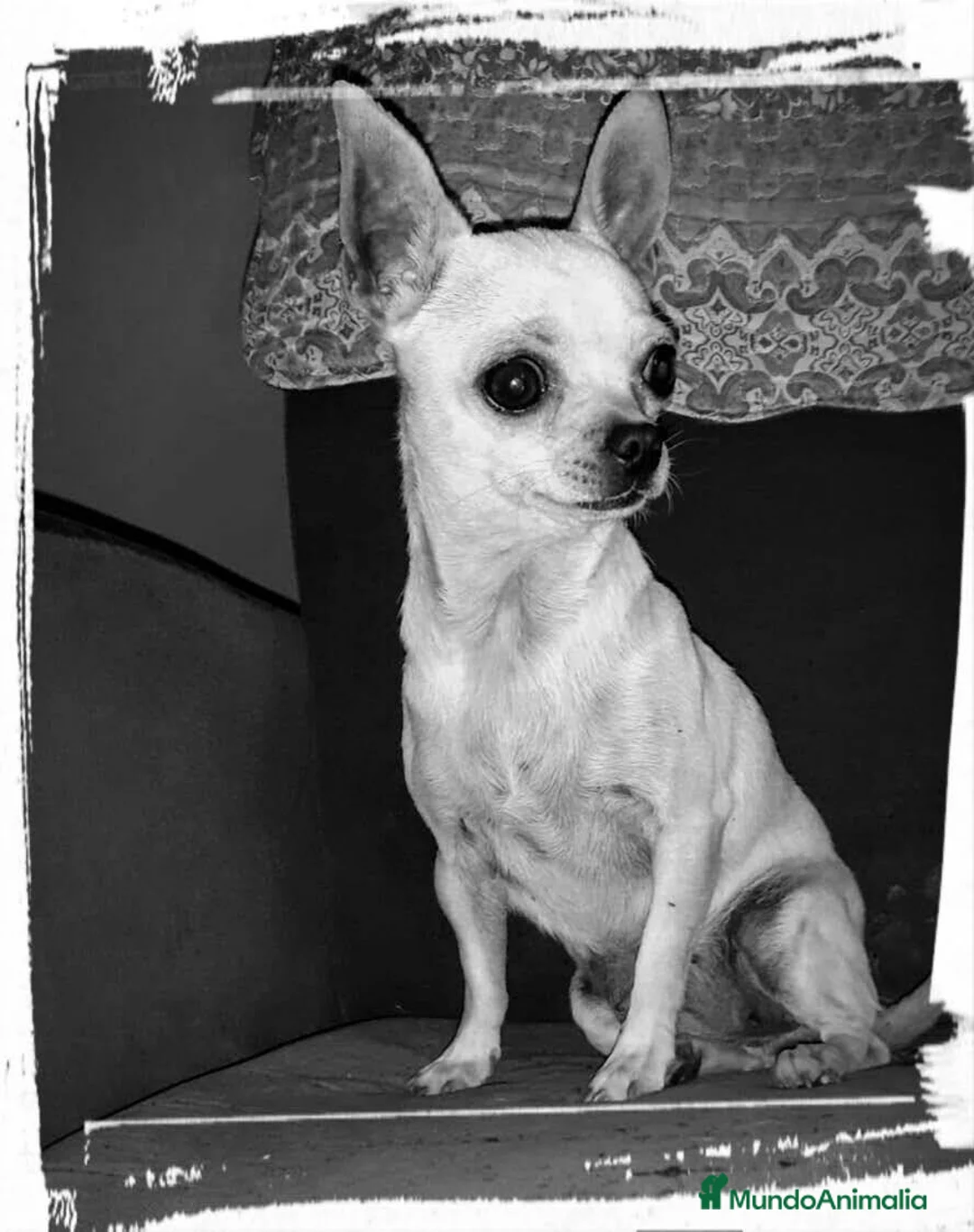 Chihuahua perros en venta: Chihuahua super miniatura en Badajoz - Anuncio 3