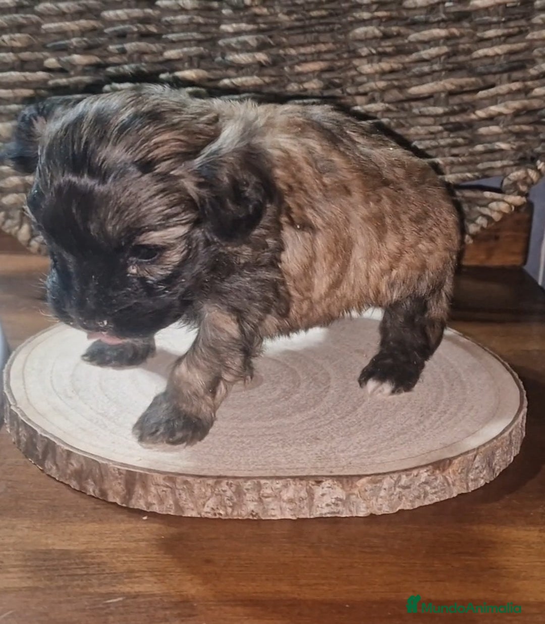 Maltipoo perros en venta: Maltipoo - Anuncio 3