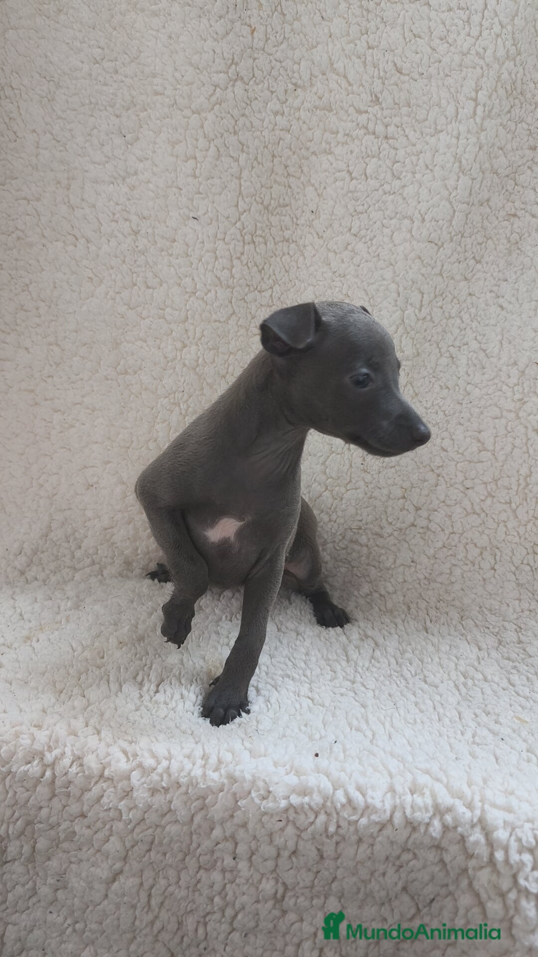 Pequeño Lebrel Italiano perros en venta: Pequeño lebrel Italiano machos disponibles  - Anuncio 4