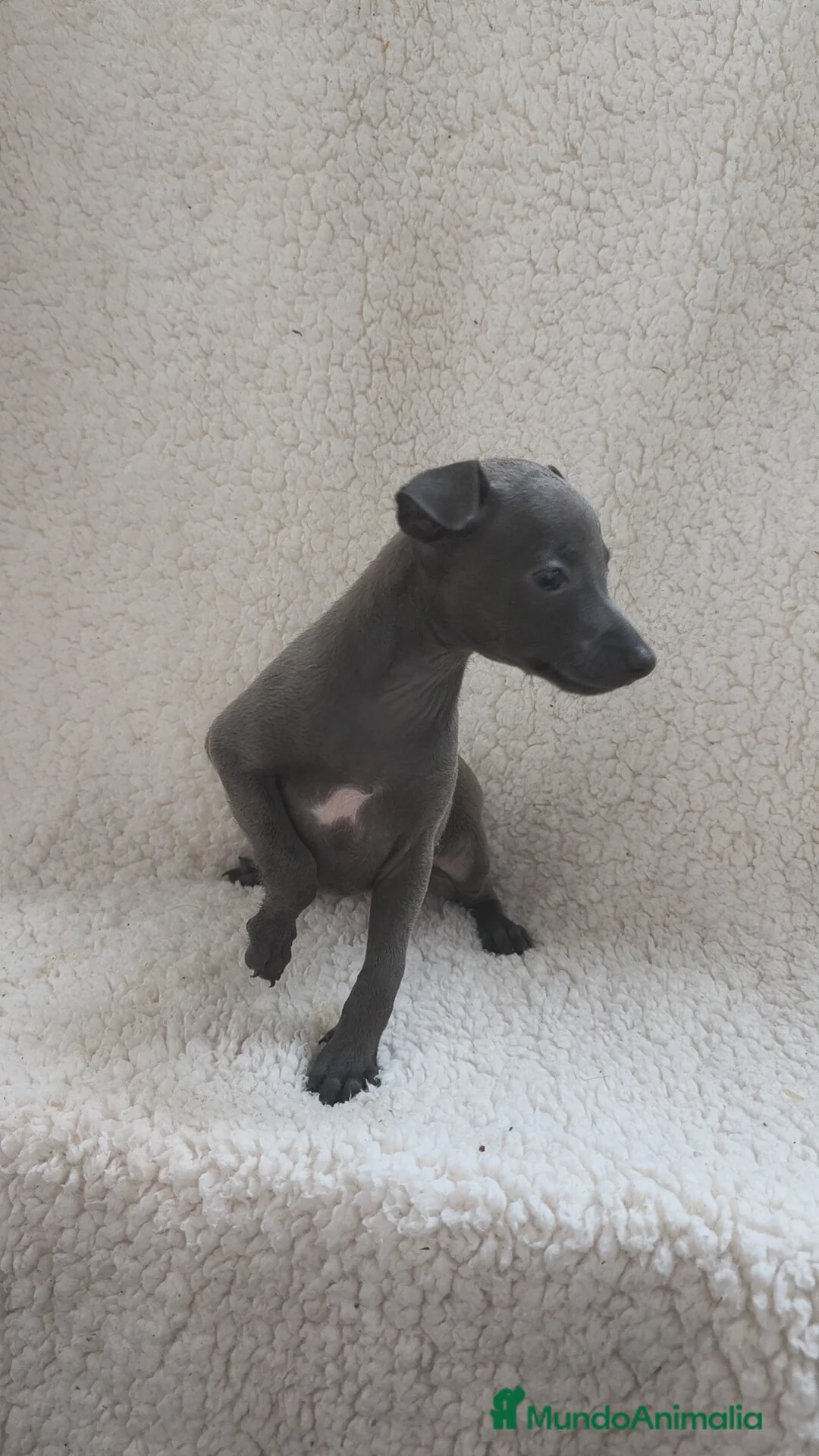 Pequeño Lebrel Italiano perros en venta: Pequeño lebrel Italiano machos disponibles  - Anuncio 4