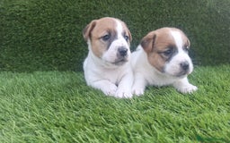Jack Russell Terrier perros en venta: Jack Russell juguetones  - Imagen 1