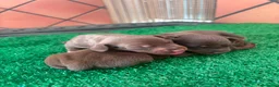 Teckel perros en venta: Teckel mini - Anuncio 20