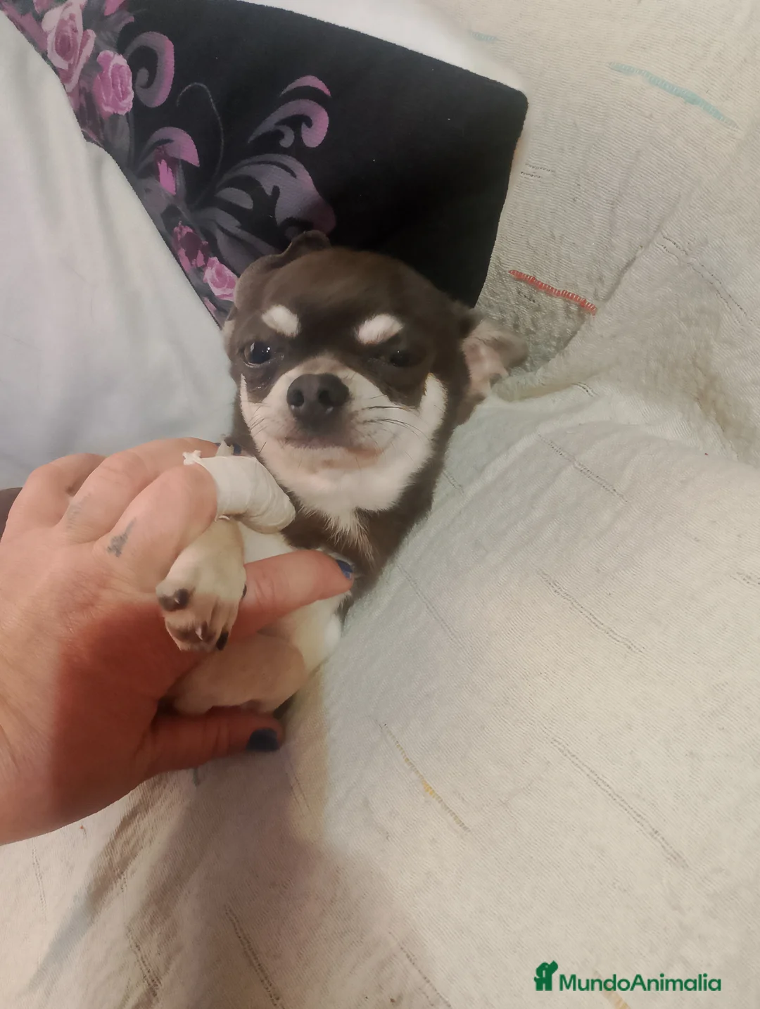 Chihuahua perros en venta: Habrá tamaño standar  - Anuncio 2