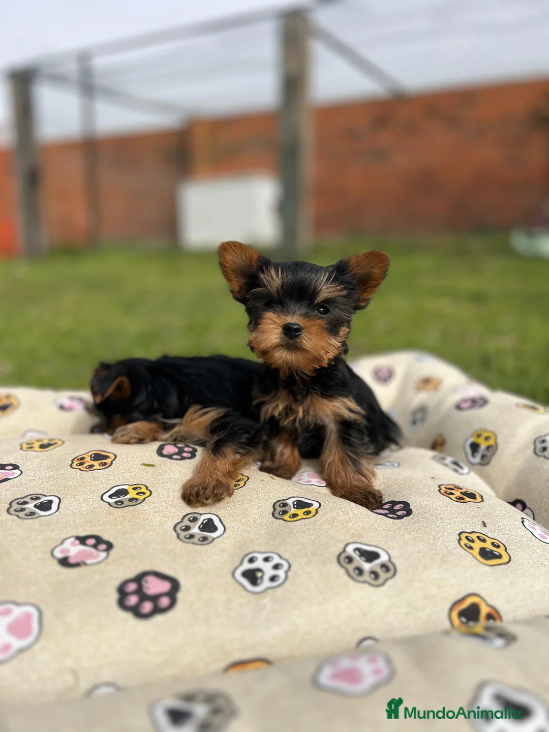 Yorkshire Terrier perros en venta: Yorkshire hembra - Anuncio 2