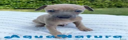 Pequeño Lebrel Italiano perros en venta: Lebrel Italiano Hembra 5886 - AQUANATURA en Barcelona - Anuncio 5