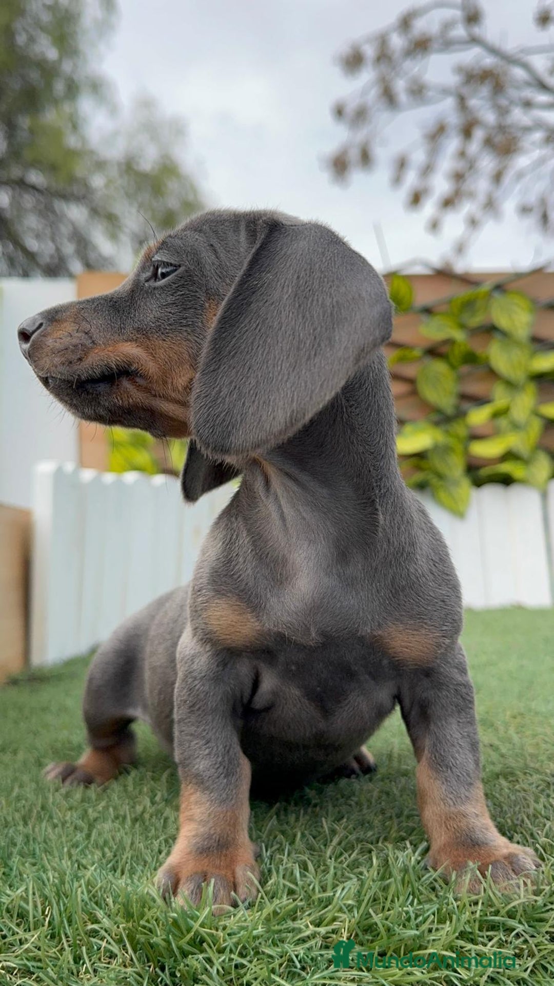 Teckel Miniatura perros en venta: TECKEL MINIATURA BLUE - Anuncio 8