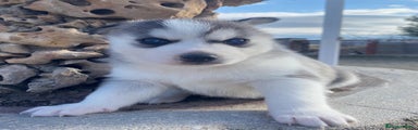 Husky Siberiano Cachorro 1