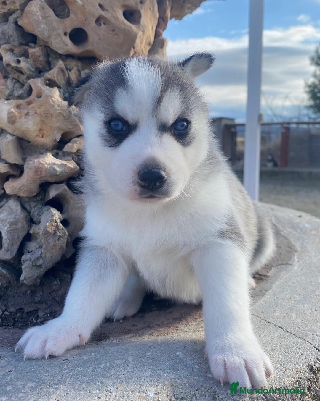 Husky Siberiano perros en venta: 	Huskies Siberianos Pura Raza Belleza y Nobleza - Anuncio 3