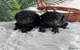 Caniche Toy perros en venta: CANICHE TOY HEMBRA - Imagen 6