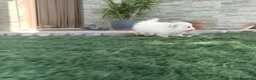 Pomerania perros en venta: Pomerania toy blancos en Madrid - Anuncio 6