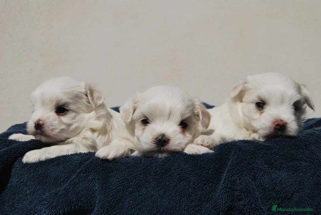 Bichón Maltés perros en venta: Bichon Maltes toy , criadero serio y profesional  en Madrid - Anuncio 6