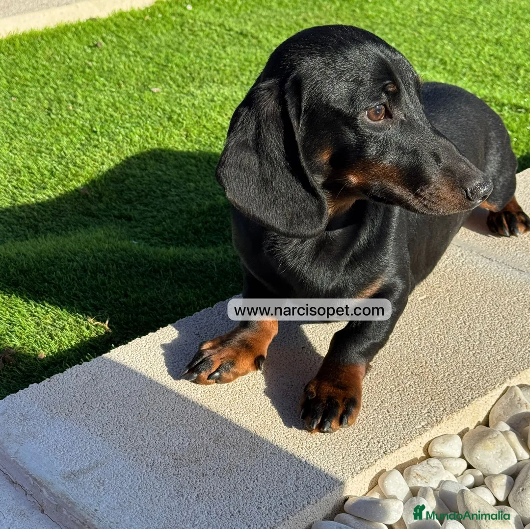 Teckel Miniatura perros en venta: TECKEL 4 MESES MACHO - Anuncio 2