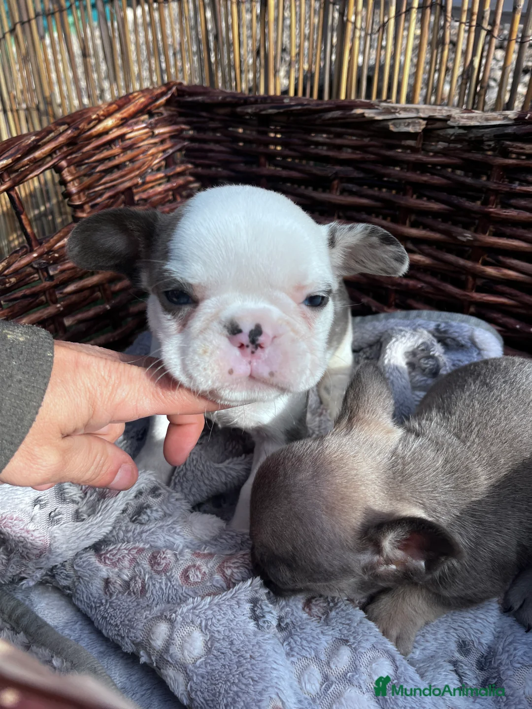 Bulldog Francés perros en venta: “No todos los bulldog francés MERLE son iguales - Anuncio 6