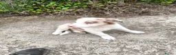 Border Collie perros en venta: Cachorros border collie chocolate! - Anuncio 3