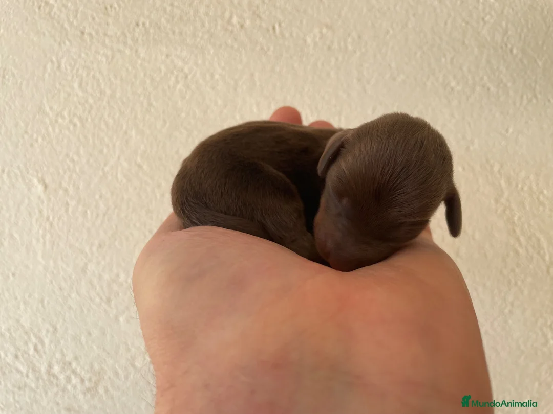 Teckel Miniatura perros en venta: Teckel Kaninchen  - Anuncio 4